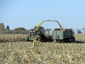 Farmers harvest feed corn in a field near Oungre Saskatchewan near the U.S. border on Oct. 9. BRYAN SCHLOSSER/Regina Leader-Post