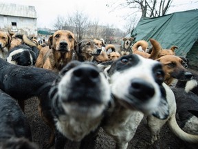 A call for help from the Sturgeon Lake Cree Nation in Saskatchewan has saved the lives of more than 150 dogs and cats.