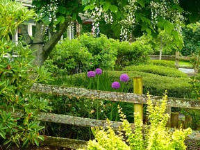 This June 2, 2015 photo shows allium, rhododendron, berry-laden shrubs and an Asian pear tree that provide pollen and syrup for pollinators plus food and shelter the year-'round for birds, animals and other insects on a property near Langley, Wash. Plants can be more than decorations and are useful to improve the soil, attract birds, animals and insects. (Dean Fosdick via AP)