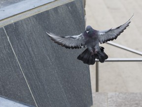 Pigeons can be a messy urban pest.