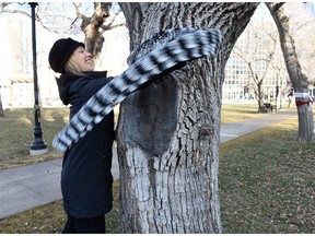 Susan Cameron with Farm Credit Canada (FCC)  ties a knitted scarf to a tree in Regina's Victoria Park over the noon hour as part of the Angels 4 Warmth and FCC charitable event called yarn bombing where volunteers made scarves, hats, toques etc., to donate to the less fortunate.