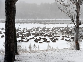 DECEMBER 14, 2015 -- Canada Geese take advantage of warm temperatures with open water in Wascana Lake in Regina on December 14, 2015.