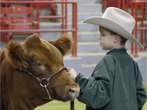 Baxter Blair from Valley View 4-H in  the Lumsden area works with a heifer during the team grooming event at Canadian Western Agribition in Regina in this  file photo. FCC is donating $122,000 to 4-H Canada, including $17,000 for Saskatchewan  4-H clubs.