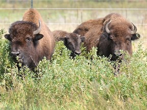 A herd of 100 unclaimed, roaming bison are continuing to cause problems around Tisdale.