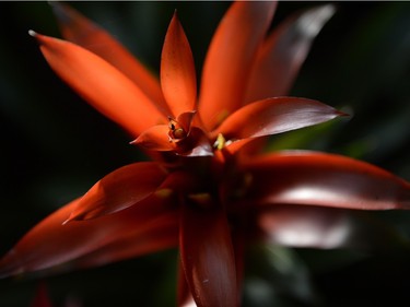 A bromeliad at the Regina Floral Conservatory on Sunday January 3, 2016.