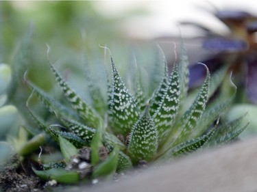 A haworthia at the Regina Floral Conservatory on Sunday January 3, 2016.