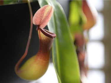 A pitcher plant at a Holiday Cheer High Tea event held at the Regina Floral Conservatory on Sunday January 3, 2016.