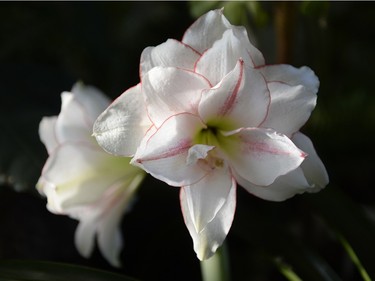 An amaryllis at the Regina Floral Conservatory on Sunday January 3, 2016.