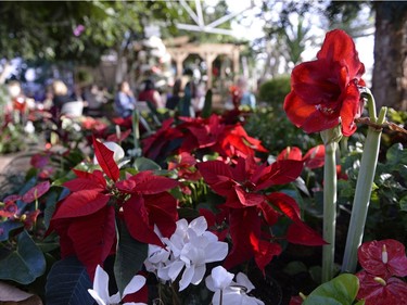 Flowers sit on display at a Holiday Cheer High Tea event held at the Regina Floral Conservatory on Sunday January 3, 2016.