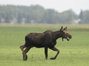 A young bull moose in Regina on July 13, 2015.