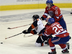 Cole Sanford, shown stretching for a loose puck while with the Medicine Hat Tigers last season, was to make his debut with the Regina Pats on Tuesday night against the Everett Silvertips.