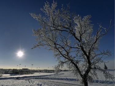 Heavy fog the last few nights have left a thick covering of frost on trees in the Regina area.