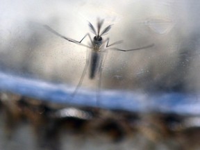 The Aedes Aegypti mosquito, which spreads Zika virus is not found in Saskatchewan
