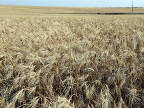 Wheat ripens in the field at a farm southwest of Regina last August. Trust is critical if Canada's agri-food industry is to become world-class, says a new report.