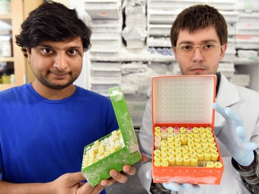 University of Regina PhD. Graduate student Ashwani Kumar (L) and Dr. Viktor Deineko (R) with frozen strains of bacteria in Regina on February 16, 2016.