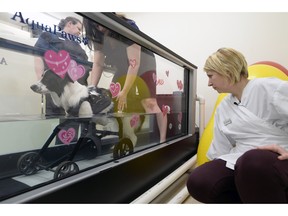Justine Hetherington,  a registered veterinarian technologist, is in the aqua treadmill with Scout, a rescue dog missing his front legs, as veterinarian Tara Hudye, a certified canine practitioner, looks on at the Lakewood Animal Hospital in Regina.