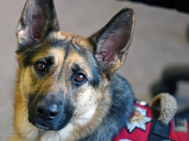 Veteran assist service dog, Sierra at the Royal Canadian Legion Provincial Command's office in Regina on February 17, 2016.