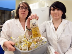 University of Regina associate professor Britt Hall (L) and student Samantha Campbell (R) with assorted fish species stomachs from Wascana Creek that will be examined for microbeads (tiny pieces of plastic) from the creek water.