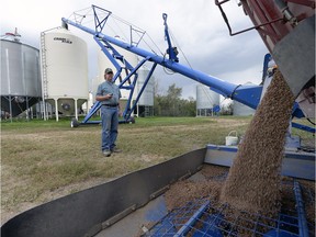 Kelly Moens augers a hopper load of lentils into a bin north of Regina last August. Last year, $2.5 billion worth of lentils were exported from Saskatchewan.