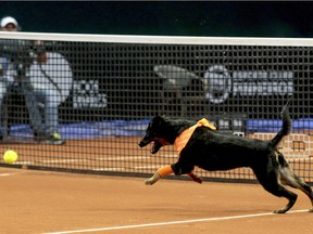 Four trained shelter dogs were used as ball boys during the Brazil Open tournament in Sao Paulo, Brazil. Sometimes they even returned the balls.