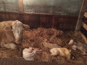 A five-year-old Charolais cow and her quadruplet calves, born on Friday outside Alida, Sask. The four calves, named Abbi, Bruce, Charly and Duke, weighed a total of 189 pounds. A Texas veterinarian said the odds of four live births from a single cow are one in 11.2 million.