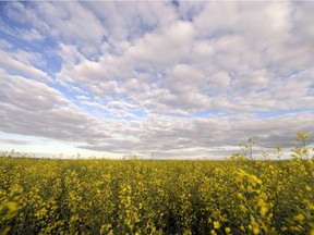 A canola field west of Regina. The NFU says the development of canola would not have been possible without public plant breeding research.