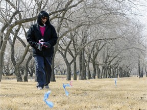 Leanne McKay places flags where she finds dog poo at Patricia Park in Regina on Sunday March 20, 2016. She wants dog owners to clean-up after their animals.