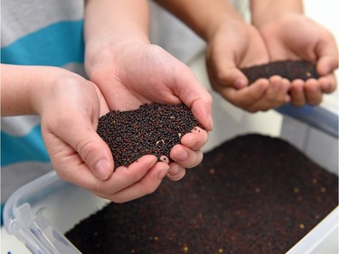 Dominic McFarlane  and Sarah Stevenson-Walker check out canola as part of a hands-on activity with the Agriculture in the Classroom program.