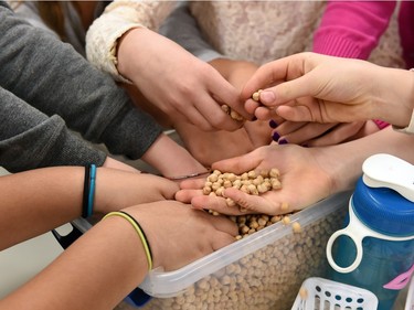 Allyson Atendido, Ada Dechene, Zanna Martin, Ella Truskowski, Freyja Gunningham, Kaira Barabonoff and Maya Marsden-Beck all grade 3 and 4 students at Connaught Community School checking out chickpeas as part of a hands-on activity with the Agriculture in the Classroom program.