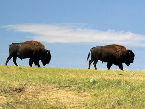 Bison roam in Grasslands National Park in Saskatchewan.