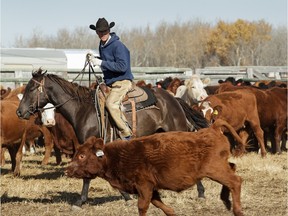 Defenders of Canadian beef are rising to the commercial challenge raised by the Earl's restaurant chain, which is going to Kansas for beef supposedly raised in a "humane" way.