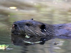 A beaver swims.