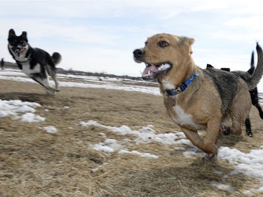 Navi runs with other dogs at the 13th Ave. dog park in Regina on Saturday March 26, 2016. Navi's owner is Dustin Lucyk.