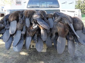 Some of the beavers from a previous beaver derby in Saskatchewan.