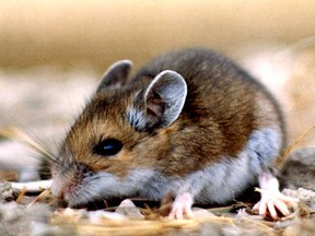People are often exposed to hantavirus by breathing in contaminated airborne particles from the droppings, urine and saliva of infected deer mice.