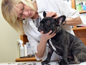 Dr. Marilyn Sthamann, a veterinarian at Lakewood Animal Hospital, checks Aurora, a French bull dog for ticks.