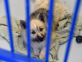 One of the dogs that was recently seized from a Riceton-area farm in a kennel at the Regina Humane Society.