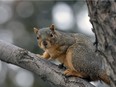 Squirrel foraging for food in Victoria Park in Regina on Nov. 9, 2015.
