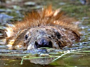 Letter writer says of a Saskatchewan beaver cull: "It encourages the pervert, the psychopath and the inadequate man. It must stop."