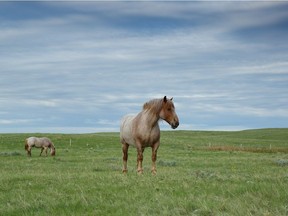 Horses at Masefield PFRA Community Pasture. Monchy, Saskatchewan, Canada.  Courtesy Branimir Gjetvaj.