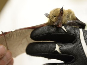 Mark Brigham holds a big brown bat. This cute little guy is not rabid.