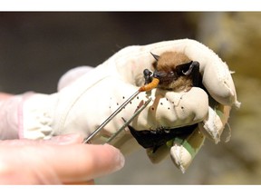 Saskatchewan Science Centre event coordinator Sheila Beaubien feeds a Big Brown Bat some mealworms in Regina on Friday.