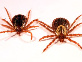 Know your enemy: close-up look at a male (l) and female (r) American dog tick, a common tick in Saskatchewan.