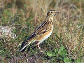 The Sprague's pipit, a grassland bird that lives in Saskatchewan, is declining at five per cent per year and was put on a watch list that is laid out in the State of the North America's Birds Report 2016.