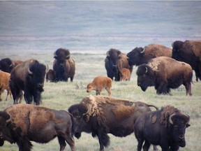 Bison, as shown above, are seen regularly at the Old Man on his Back Ranch, near Eastend, SK. (Photo courtesy of The Nature Conservancy of Canada)