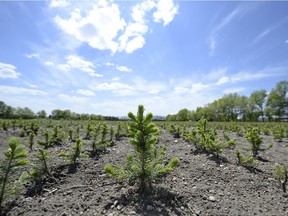 In this 2013 photo, seedlings are shown reaching for the sun at the Indian Head tree nursery before it was closed by the then-Conservative government.