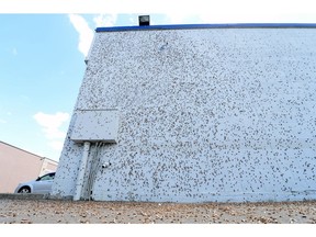 A few tent caterpillar moths converged on the ground as well as the back of this business on Albert Street in Regina on Thursday.