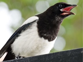 Regina Leader-Post photographer Don Healy's photo of a magpie in full voice at RCMP Depot Division was a hit with a reader.