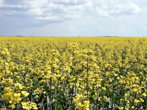 A canola crop south of Regina. Statistics Canada's latest field crops report shows lentils seeded acreage at record levels of 5.8 million acres this year, with 90 per cent of that (5.3 million acres) in Saskatchewan.