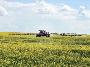The majority of crops in the province are in good to excellent condition and at their normal stage of development, according to Saskatchewan Agriculture's Weekly Crop Report. DON HEALY / Regina Leader-Post